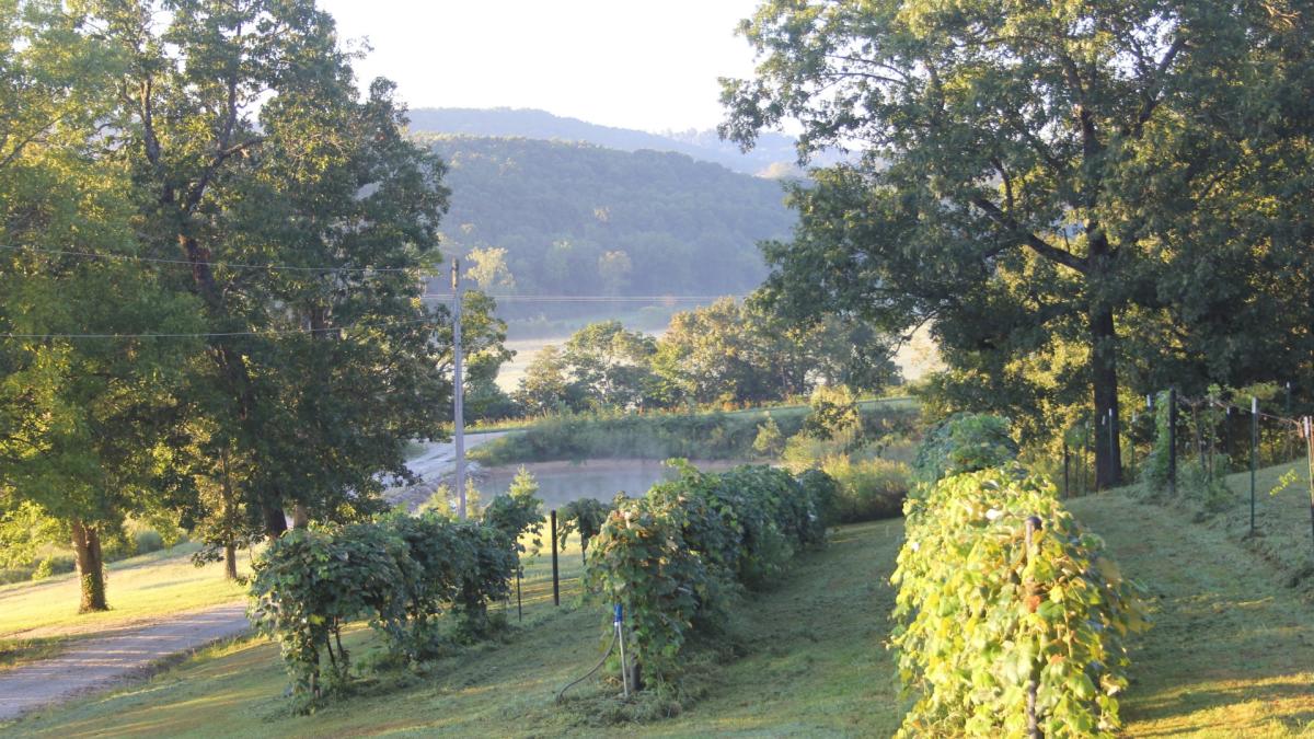 Vineyard view at Cassell Vineyards